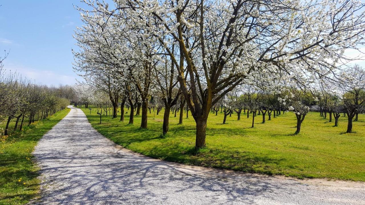 Вілла Agriturismo Borgo Borromeo Рубано Екстер'єр фото